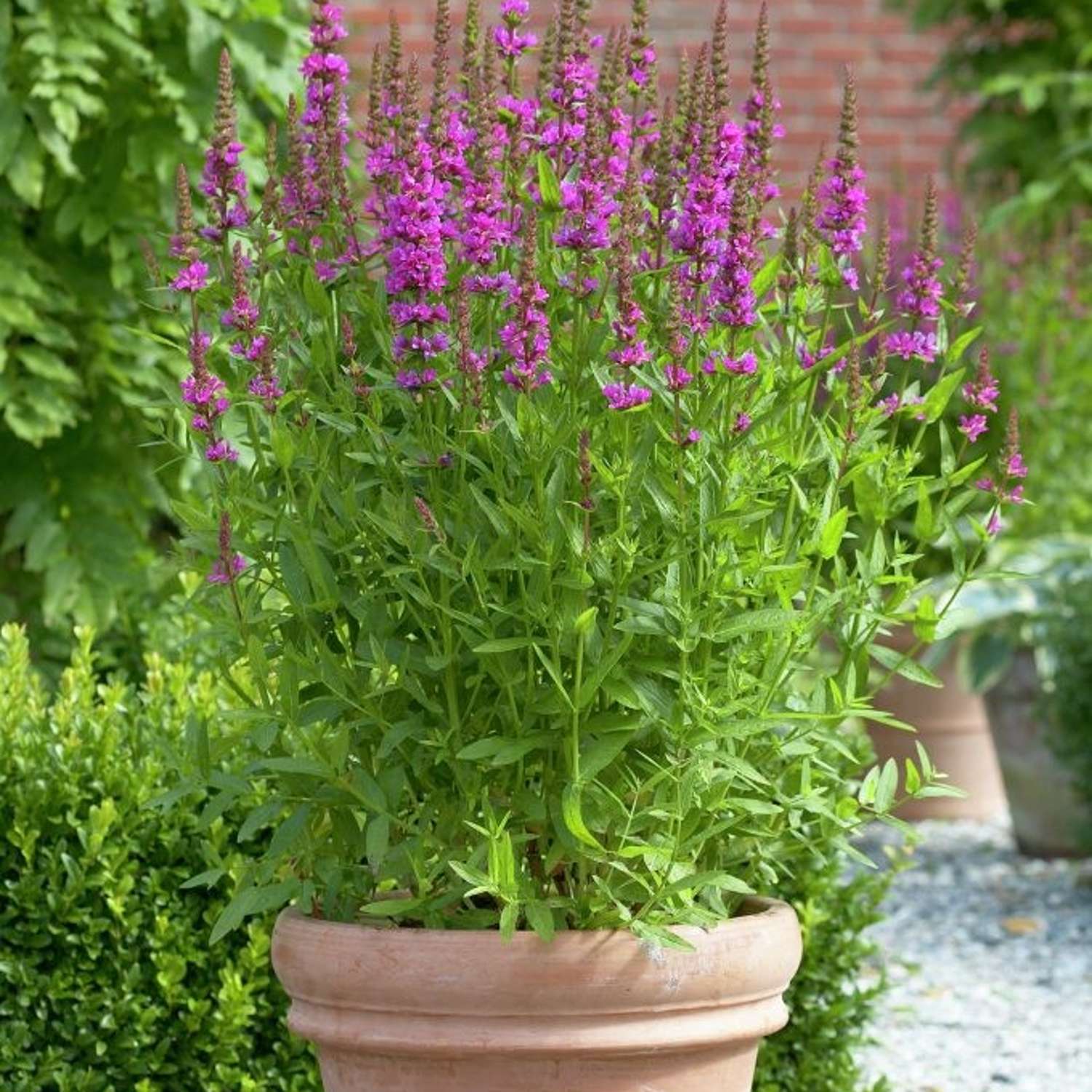 Pohjanrantakukka 'Robert' (Lythrum salicaria)